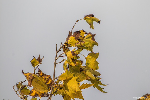 Incoming Storm Gives Leaves a Pastel Background 191015-2