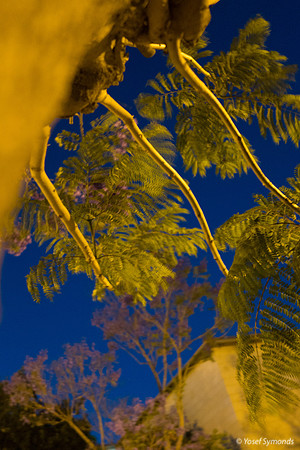 Jacaranda at Night Abstract 200525-2