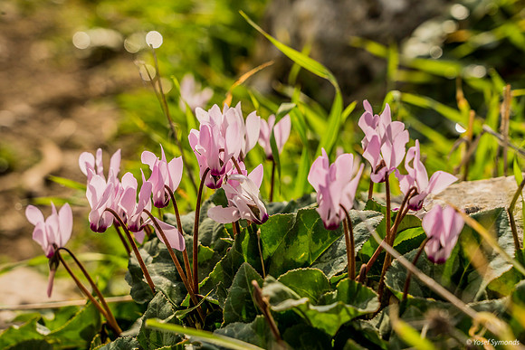 Pink Cyclamen 200216-10