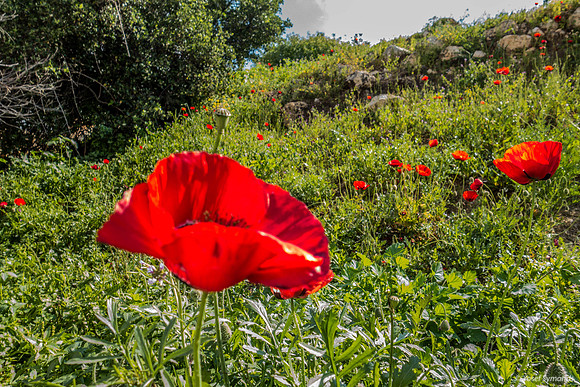 Poppy Field Migdal Hamayim Beit Shemesh 190405-2