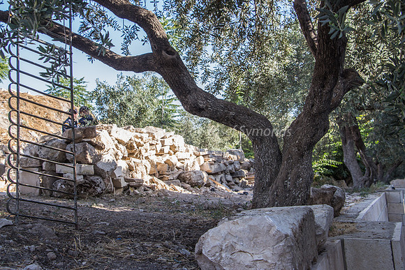 Olive Tree and "Camouflaged" Police