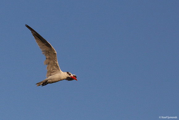 Lesser-crested Tern at Eilat 6