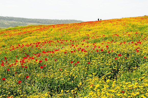 Poppies on the Slope 180323-6