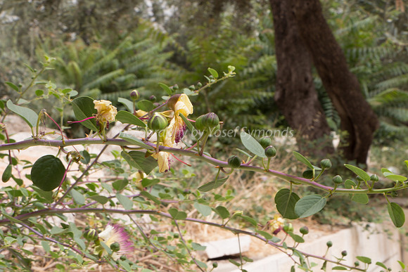 Temple Mount 140605 June 2014