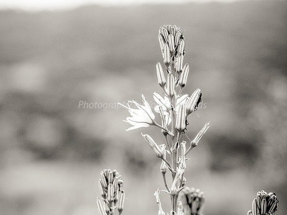 Asphodel 19