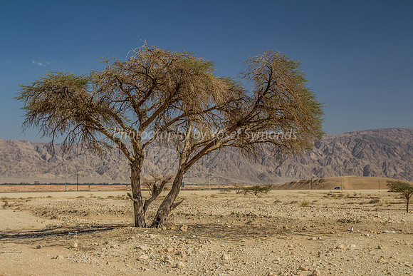 Acacia Tree in Negev 150930-8