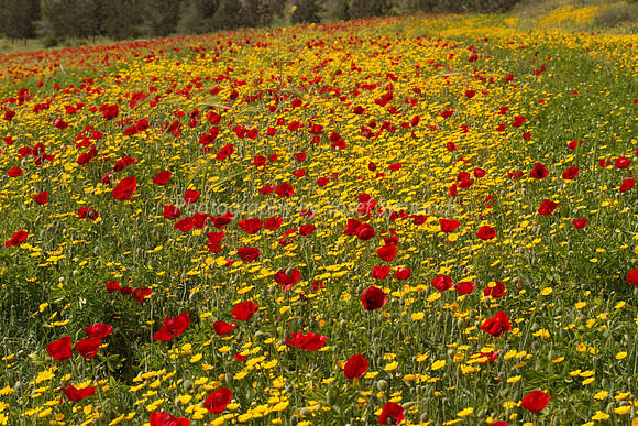 Poppy Field in Daisies 180323-5