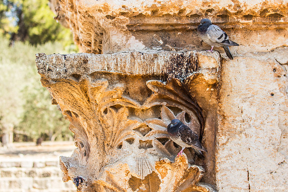 Pigeons of Mercy: Mercy Gate 250731-2