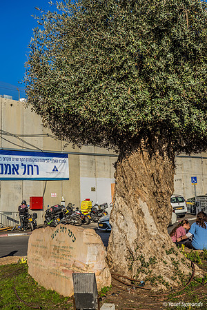 The Olive Tree 221107-14