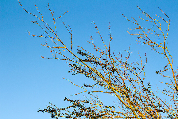 Early Morning Sun Wraps Trees in Maple Syrup 2