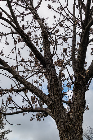 Winter Tree - Park Ayalon 181230-1