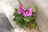 Cracks Can Flower!