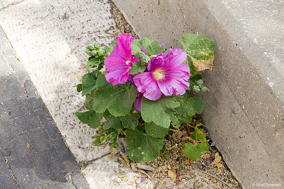Cracks Can Flower!