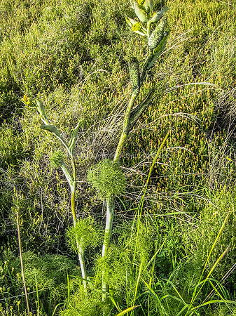 Plant in Yarmut 2014-2
