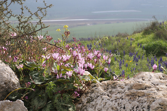 Cyclamen Between Rocks 1