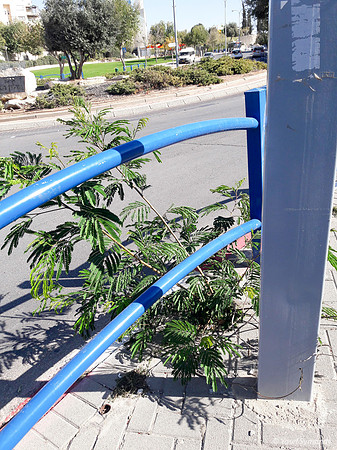 Sprouting from Hard Cracks 191112-4