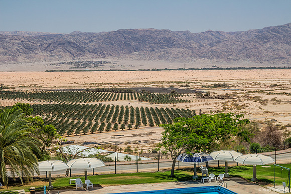 Swimming Pool, Date Palms and Hills of Jordan 180605-3