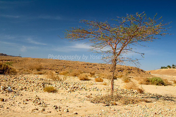 Acacia Tree in Negev 150930-2