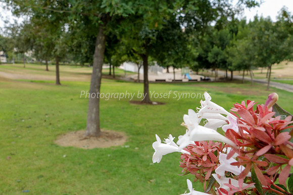 Flowering Bush in Park Ayalon 2
