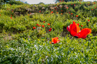 Poppy Field Migdal Hamayim Beit Shemesh 190405-4