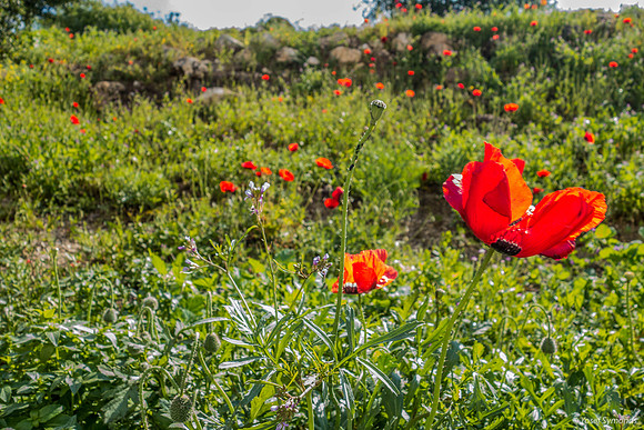 Poppy Field Migdal Hamayim Beit Shemesh 190405-4