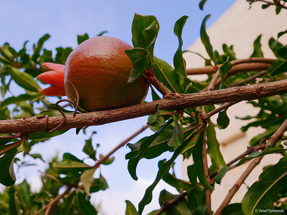 Pomegranate in Growth 2
