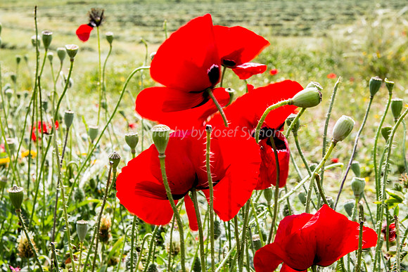 Proud Poppies 180405-5