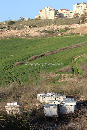 Mishkafayim 2013 Q1 Development Jan13-23 Beehives