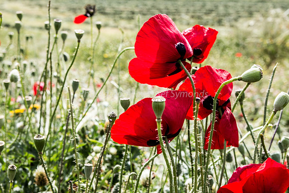 Proud Poppies 180405-2