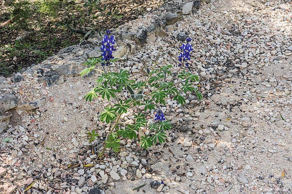 Lupins Neve Tzuf 190423-2
