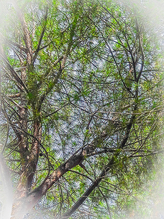 Double Exposure Tree 2