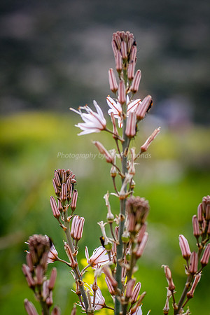 Asphodel 11