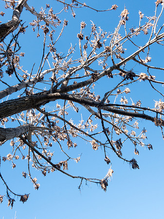 Winter Tree - Park Ayalon 181225-3