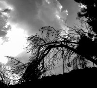Clouds Over Highway #1 Trees 2