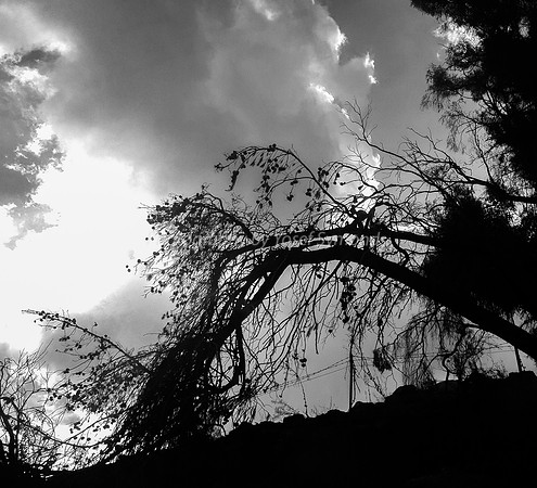 Clouds Over Highway #1 Trees 2
