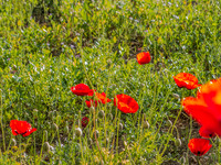 Poppy Field Migdal Hamayim Beit Shemesh 190405-5