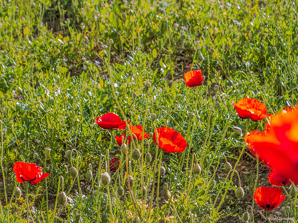 Poppy Field Migdal Hamayim Beit Shemesh 190405-5