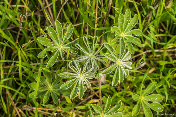 Lupin Yet To Hatch 200216-1