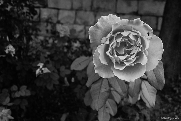 Roses in Carpark 200630-2