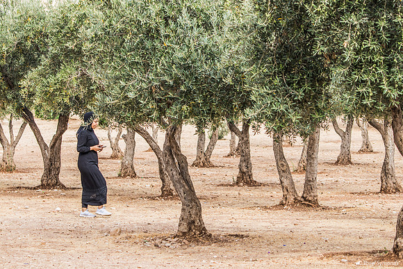 Tiptoeing Through the Olives 220804-1