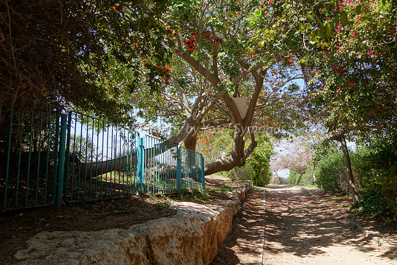 Enchanted Lane 6