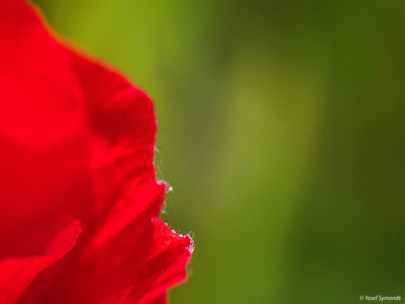 Anemone Petals 200216-5