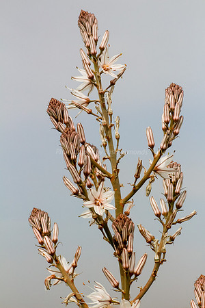 Asphodel 4