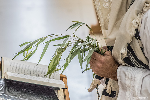 Holding Aravot (Willow Twigs) Before Beating 191020-3