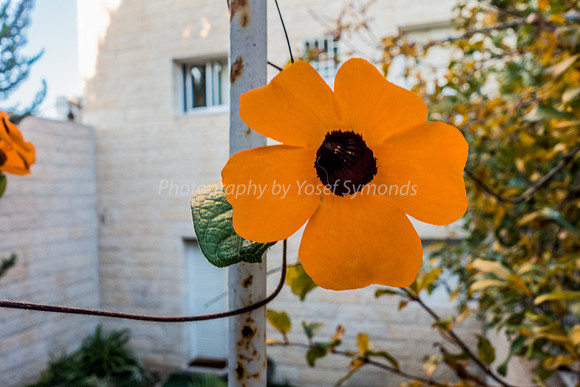 Black-Eyed Susan 181224-3