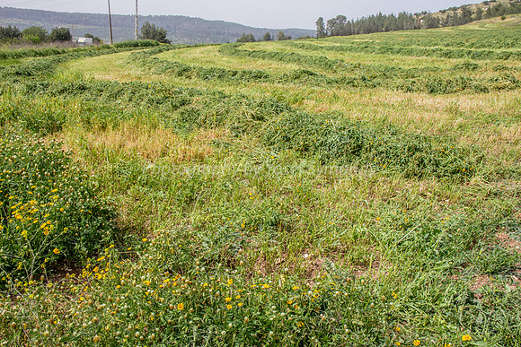 Where Have All the Poppies Gone? 2