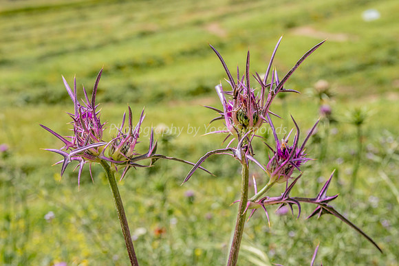 Syrian Thistles 1