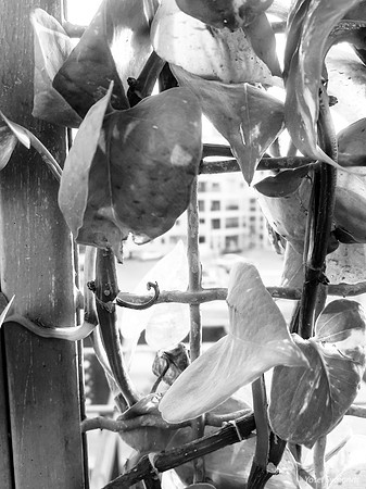 Vine on Parapet 2
