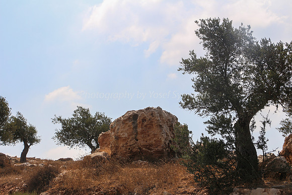 Olive Trees Overlooking Derech Hevron 3