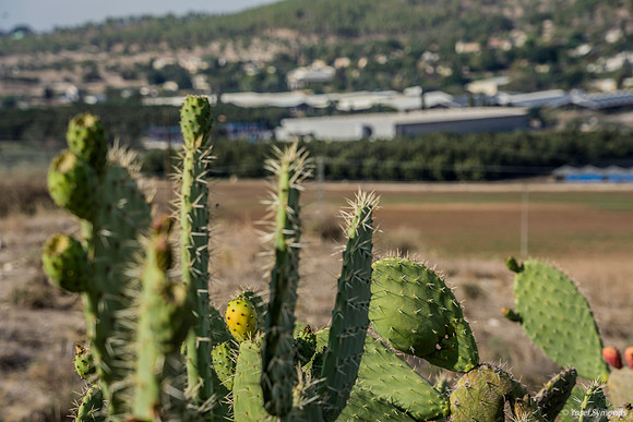 Cactus 191121-2